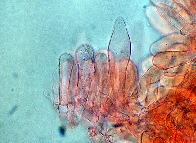 Xerocomus bubalinus   (Oolbekk. & Duin)  Redeuilh